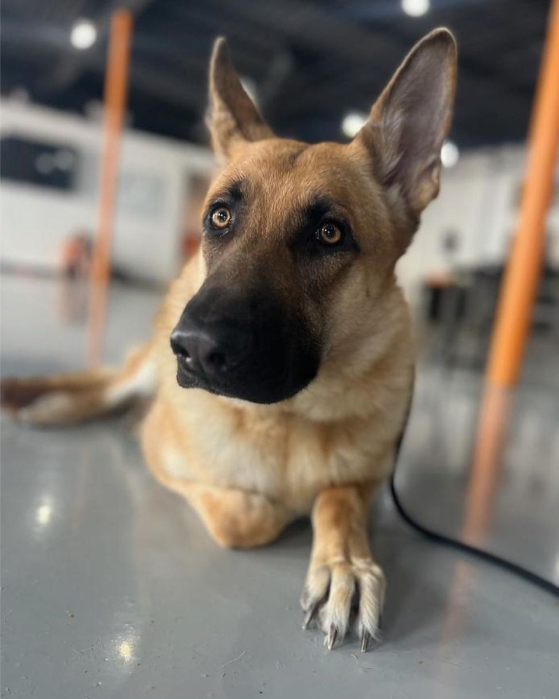 graduate dog · hero portrait