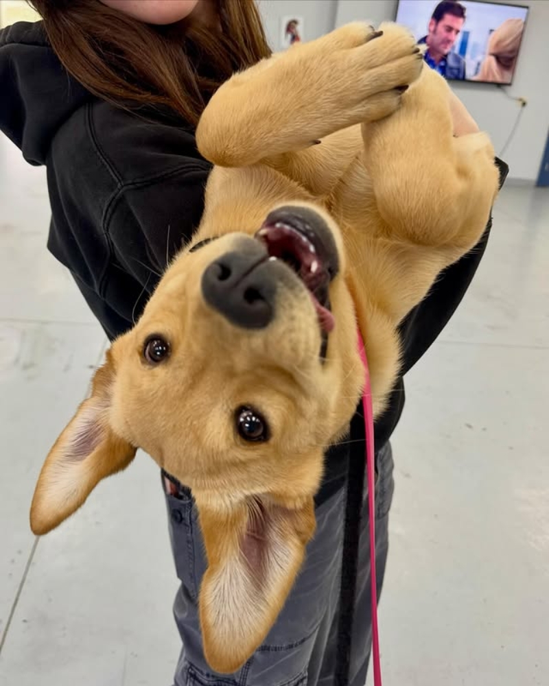 owner reunited with dog · Goose