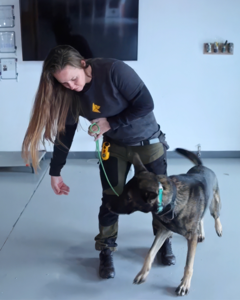 the Denver academy where an aggressive dog lives and trains for 21 days