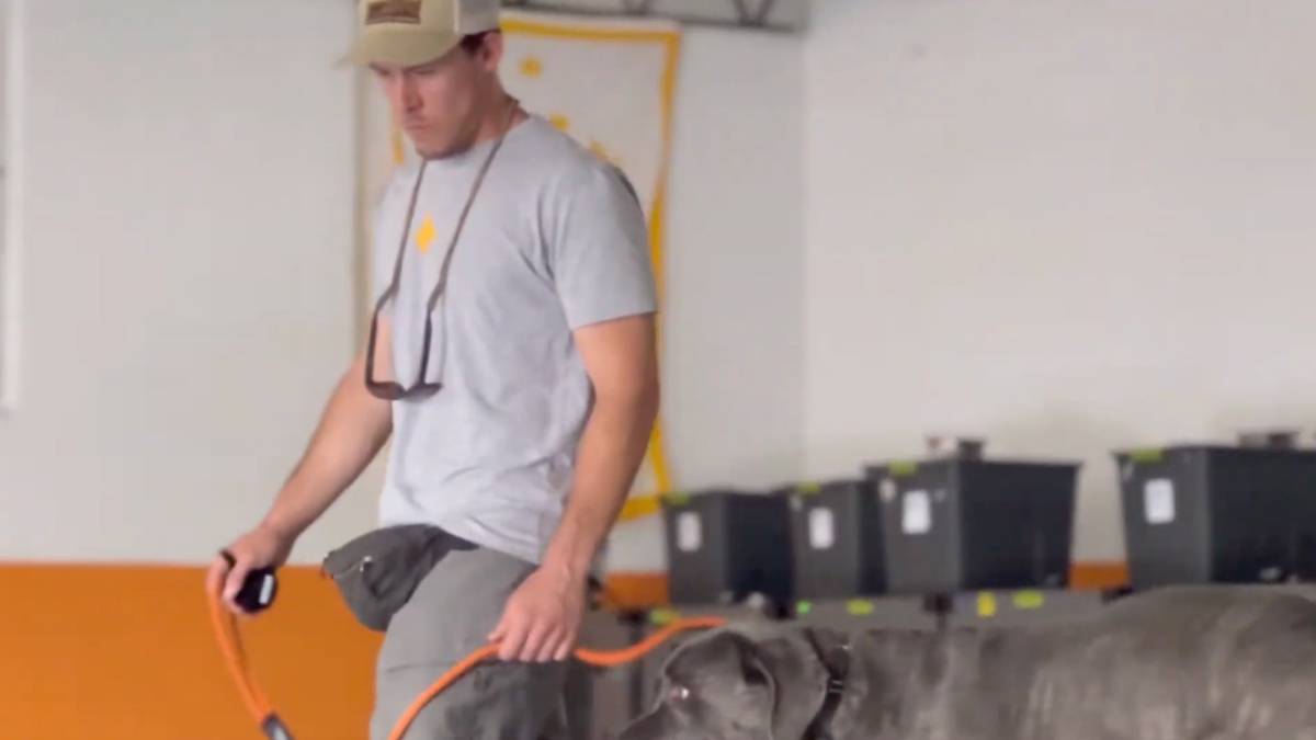 Andrew D&rsquo;Addario, General Manager at Art of the Dog Canine Academy Denver