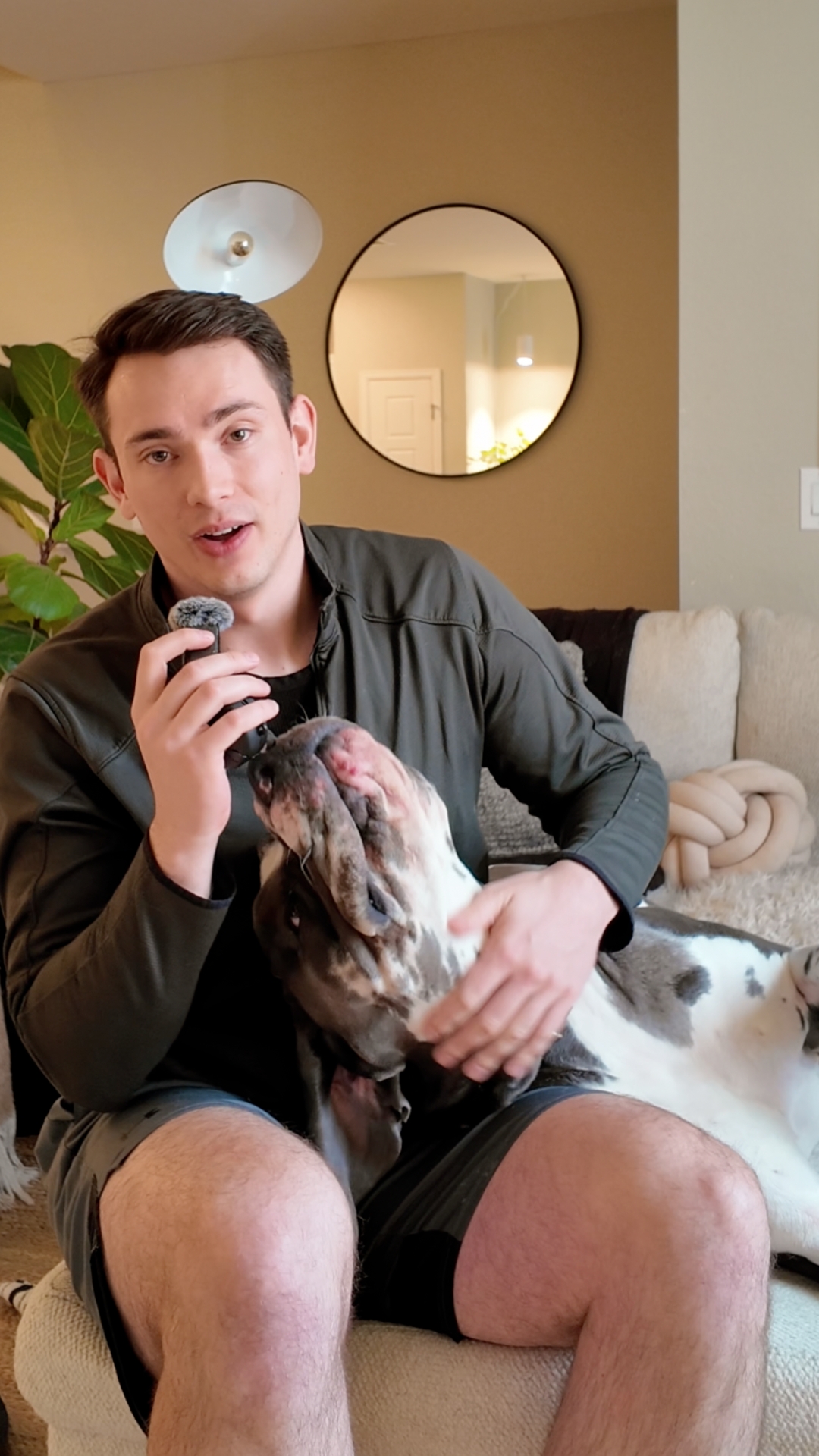 graduate dog settled at home