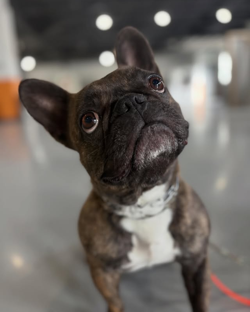 dog in structured training environment