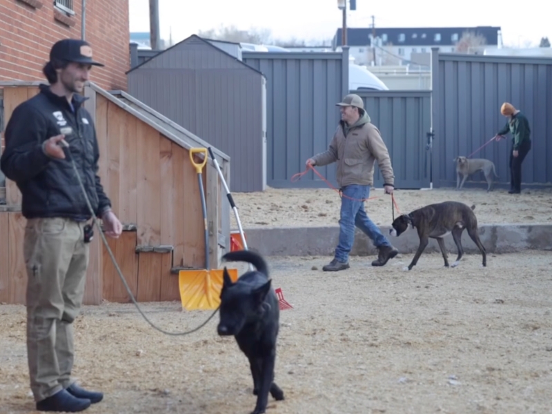 Structured socialization between dogs at the academy