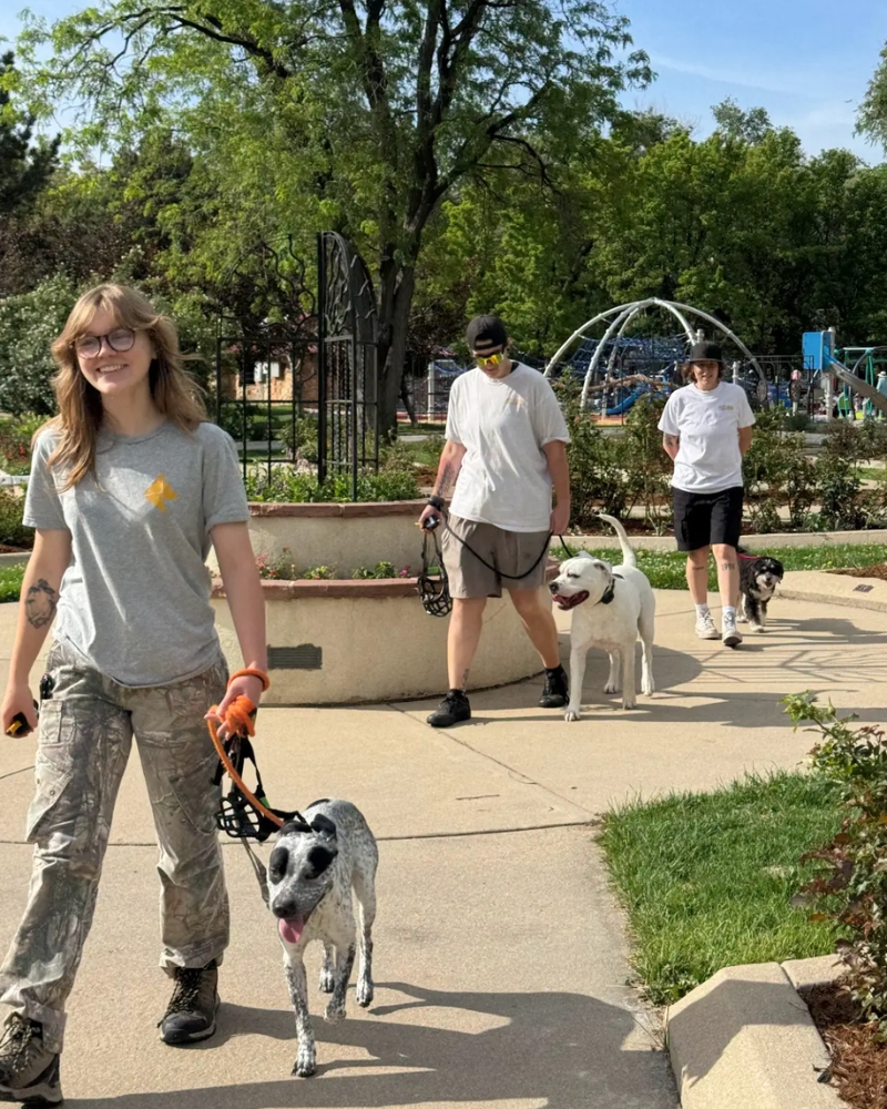 A group outing with trainers and dogs off site
