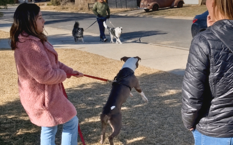 aggressive-case dog
