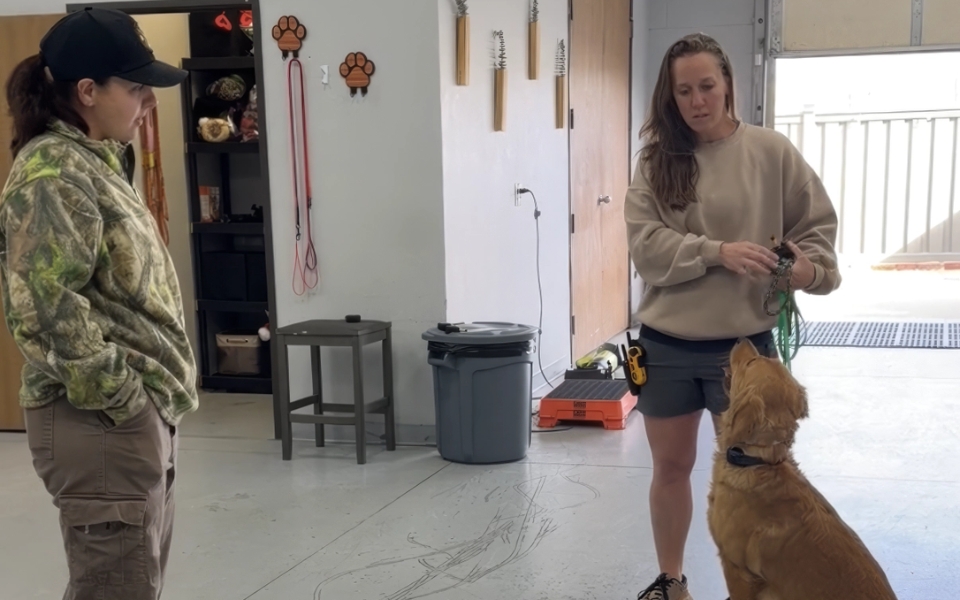 anxious dog