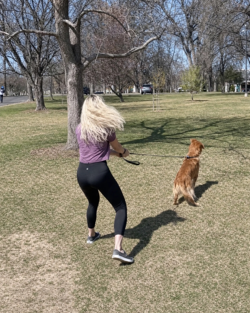 dog in a dense Denver / urban setting