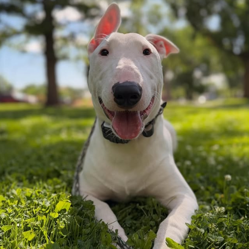 Jamie, founder of Art of the Dog Canine Academy