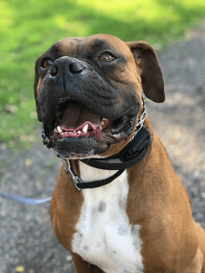 A picture of Harold, one of the Boxers that graduated from AODK9's Board and Train program in Denver.