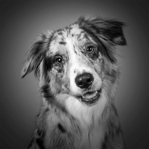 An image of an Australian Shepherd trained at Art of the Dog Canine Academy in Denver, through their 3-week Board and Train program.