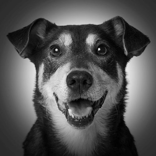 An black and white image of a happy dog, after a professional dog obedience training program in Denver, Colorado.