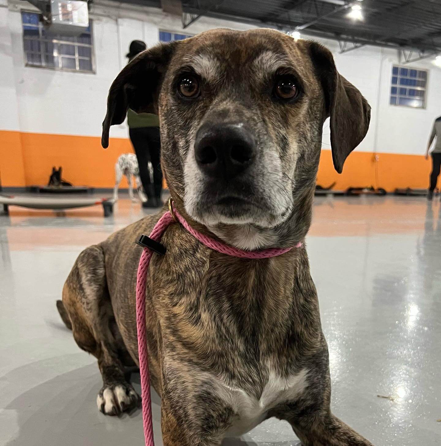 This is a picture of Gordie, a beautiful Mountain Curr Mix that experienced AODK9's board and train benefits during his 3-week training program. We brushed up on his obedience as well as human and dog reactivity.