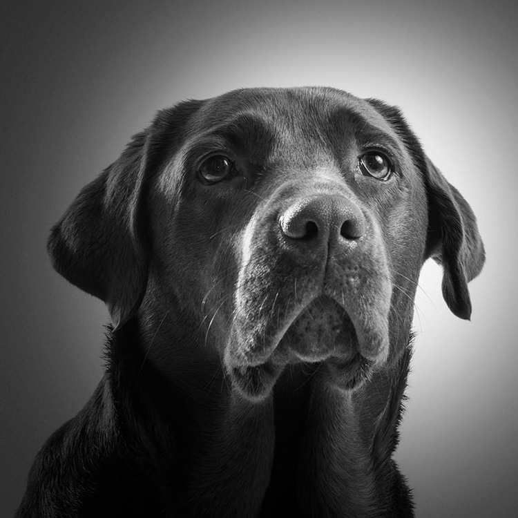 A black and white portrait of a well-behaved chocolate Labrador after AODK9's board and train dog obedience program in Denver, Colorado.