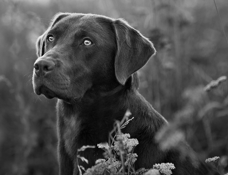 A black and white image of a chocolate brown labrador trained at Art of the Dog Canine Academy in Denver, through their 3-week Board and Train program.