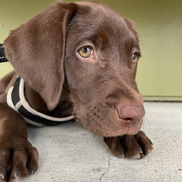 An image of Pancho, a beautiful chocolate labrador, during her puppy training days in which she learned basic obedience.