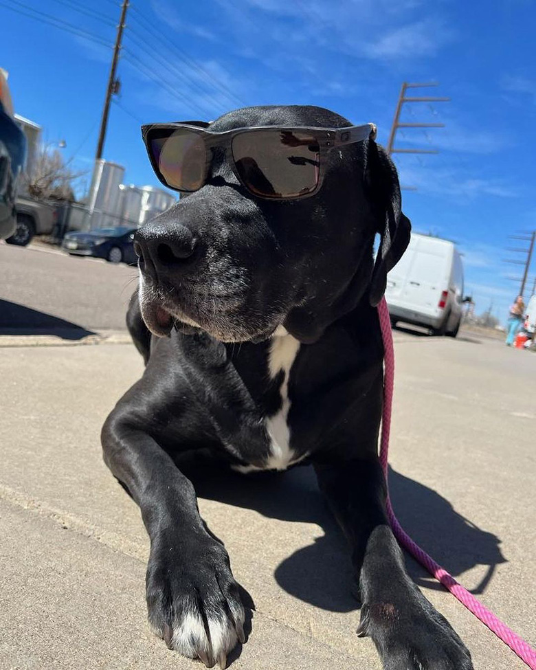 An image of Mss Deva, a black Great Dane Mix that graduated with a big smile from our dog board and train program in Denver.
