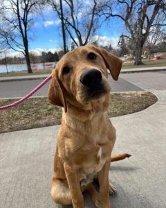 An image of Winslow, a gorgeous yellow lab puppy going through his obedience training at Art of the Dog Canine Academy before his adolescence years.