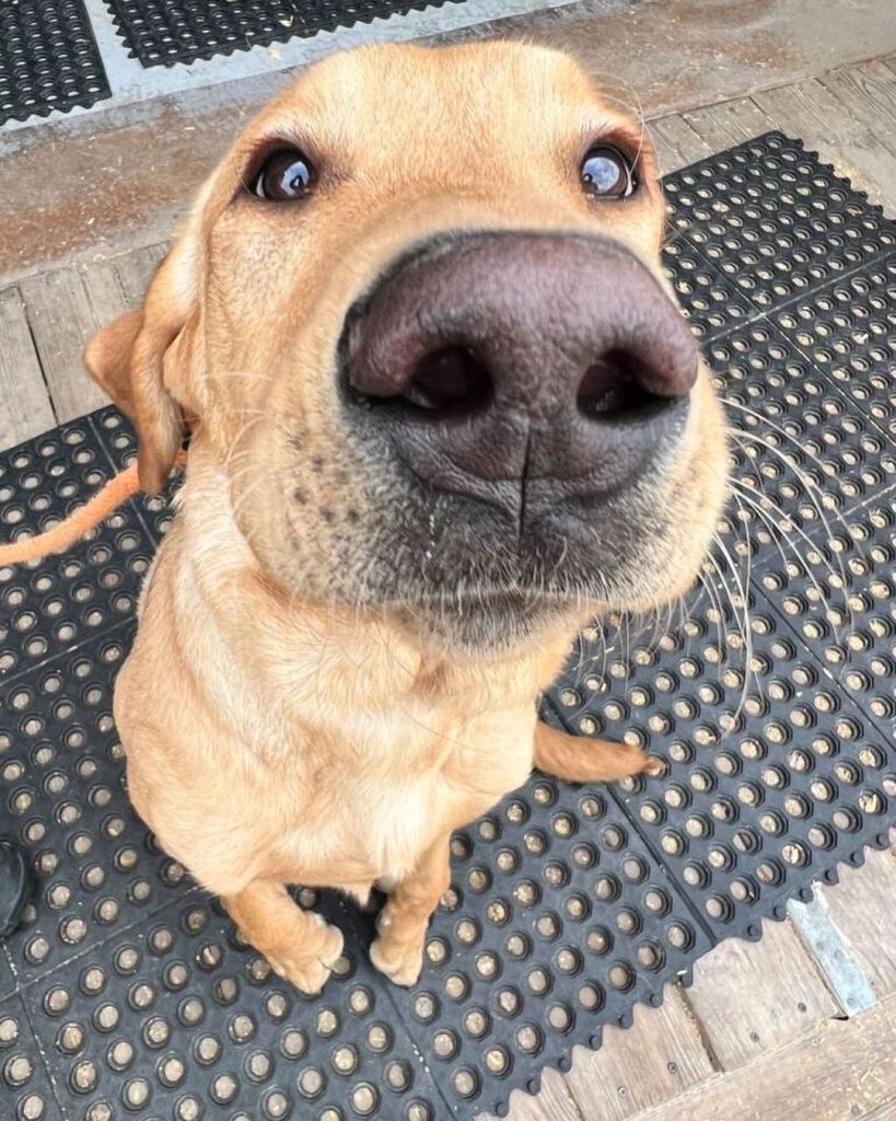 An image of Winslow, a gorgeous yellow lab. We trained Winslow during his puppy phase and helped him prepare for his coming dog adolescence phase.