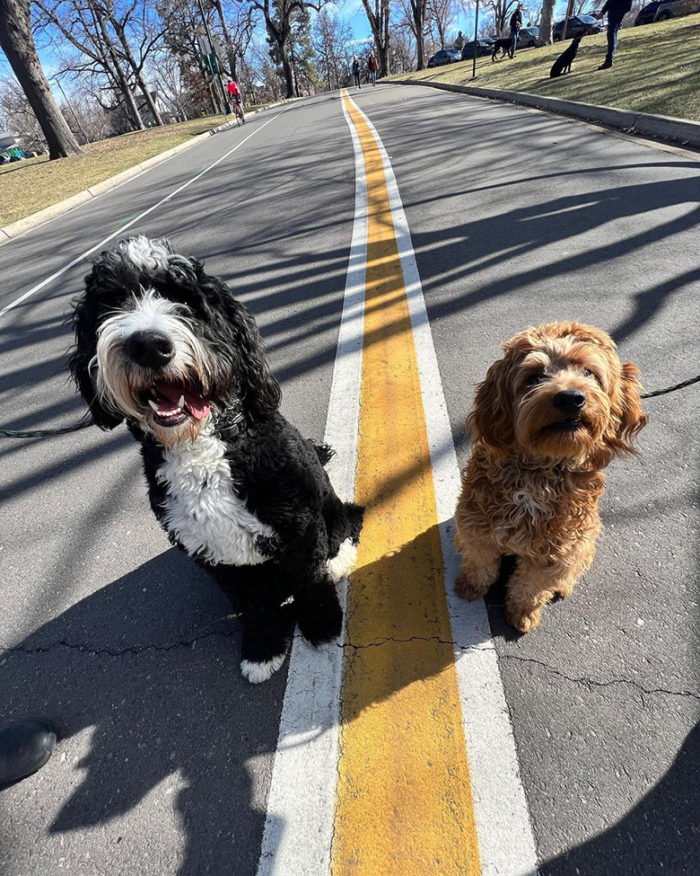 An image of two sibling dog Bernedoodles named Rip and Bentley. These two complete our board and train program as a team, being there for each other.