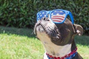 An image of a Boston Terrier with sunglasses with lenses of the American flag. The image is used to illustrate the content of our blog, regarding dog anxiety during fireworks for the 4th of July.