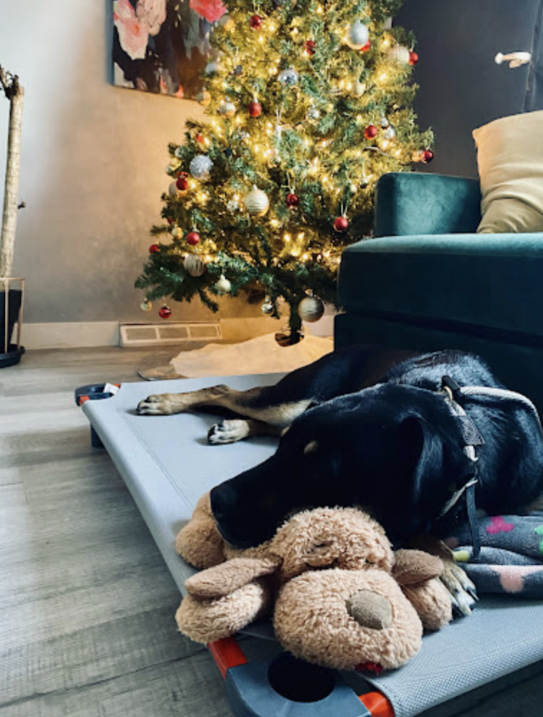 An image of Murphy calmly resting at home, after his 3-week Board and Train program at AODK9 in Denver.