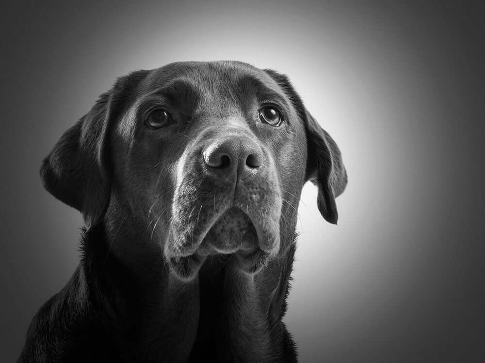 An obedient chocolate lab trained by Art of the Dog