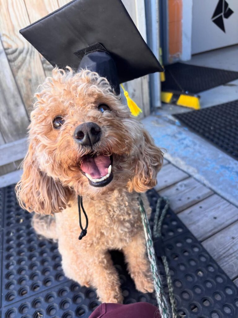 A maltipoo with a graduation cap after completing the obedience training program in Denver.