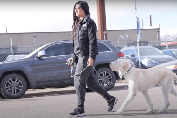 Are E-Collars Cruel? An Honest Answer From a Trainer Who Uses One Every Day