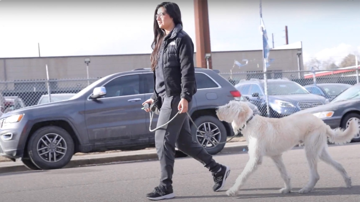 Are E-Collars Cruel? An Honest Answer From a Trainer Who Uses One Every Day